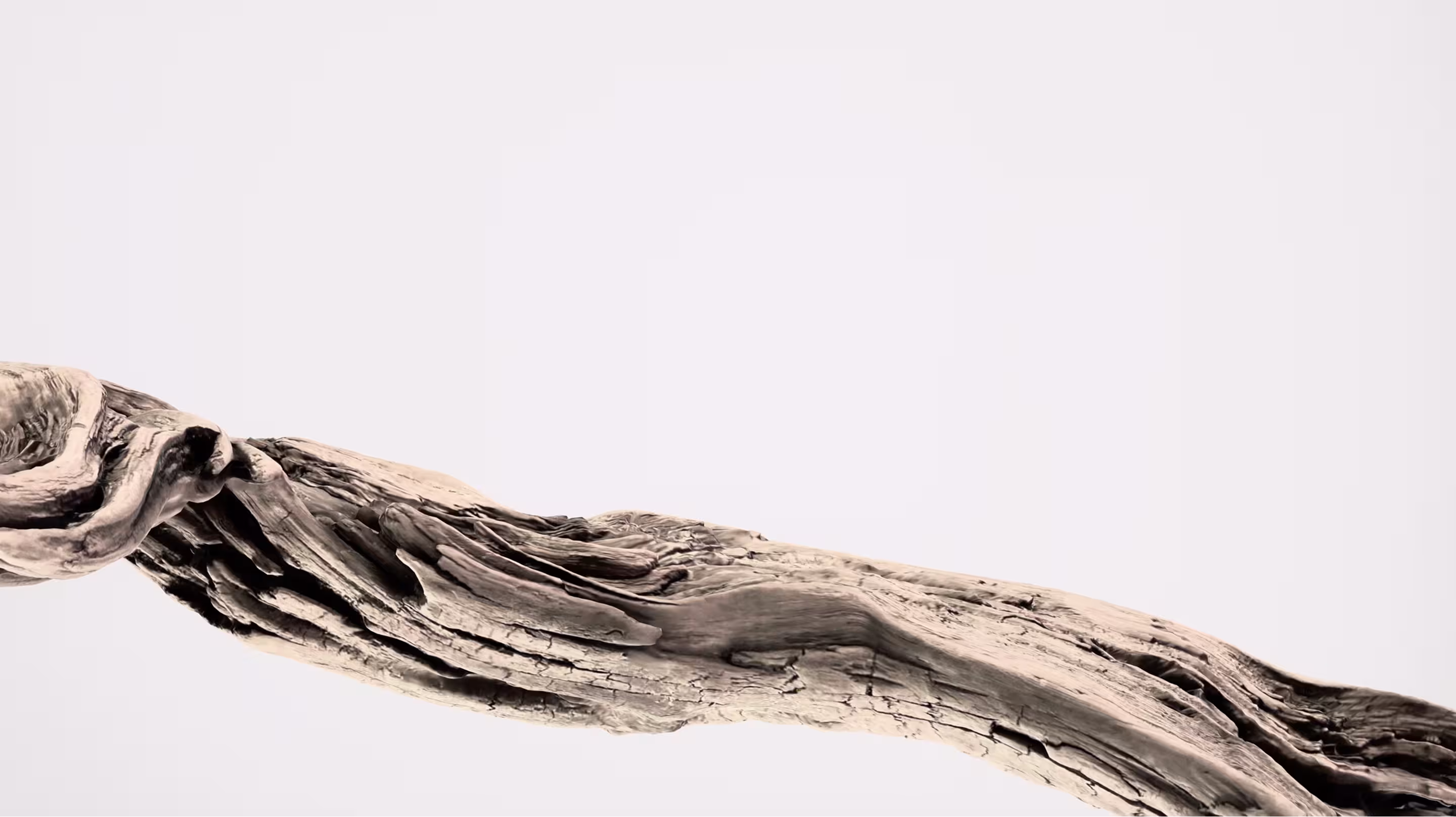 Close-up of a weathered, twisted piece of driftwood with detailed texture on a light background.